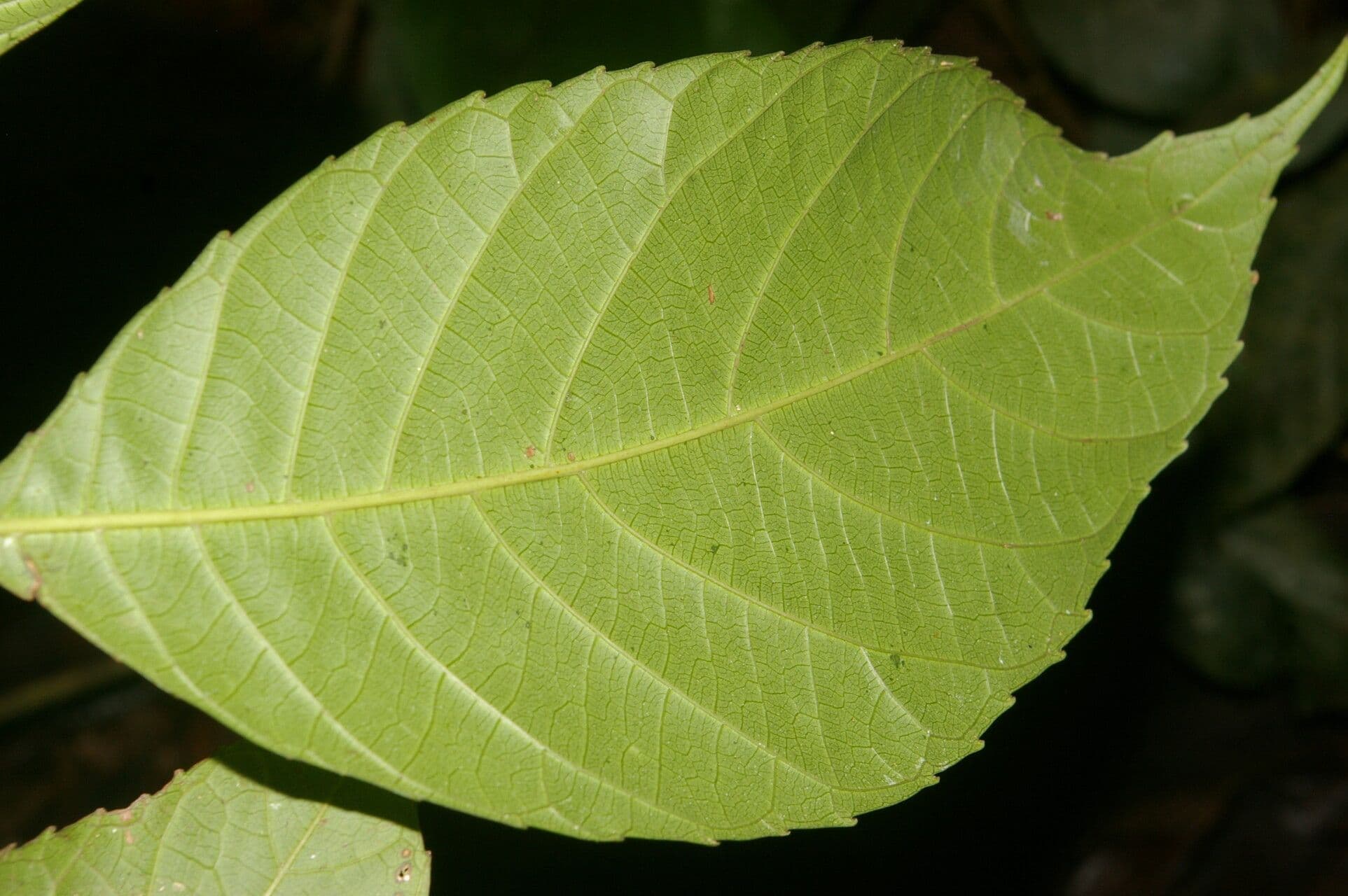 Cleidion 9