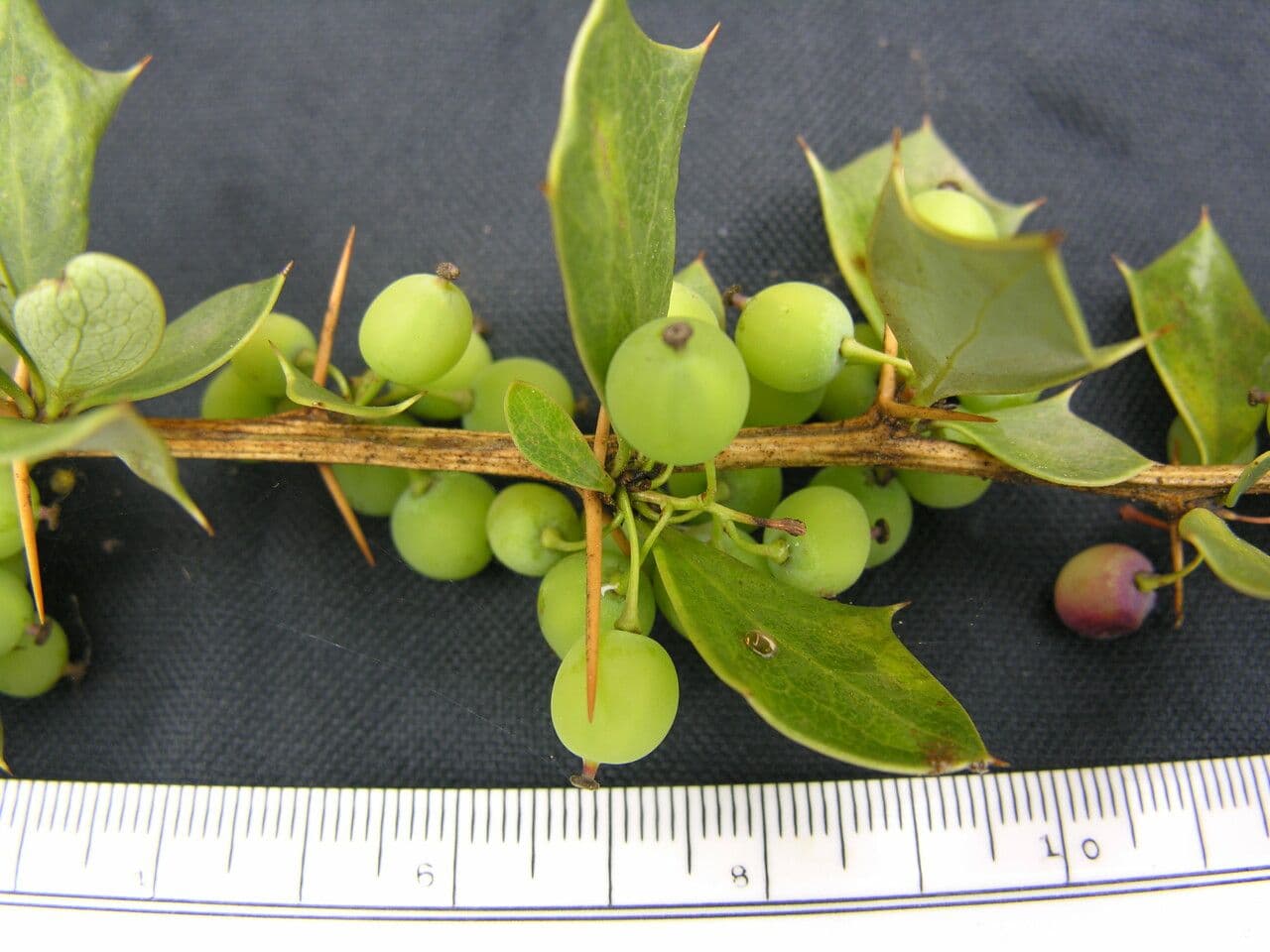 Berberys 8