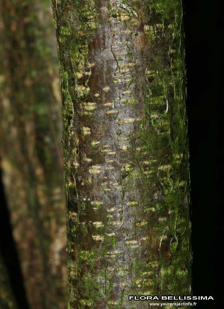 Vesicaria 23