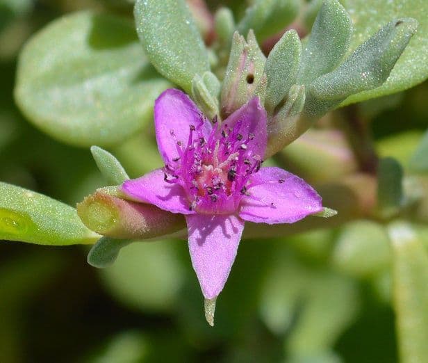 Portulaca occidentale 2