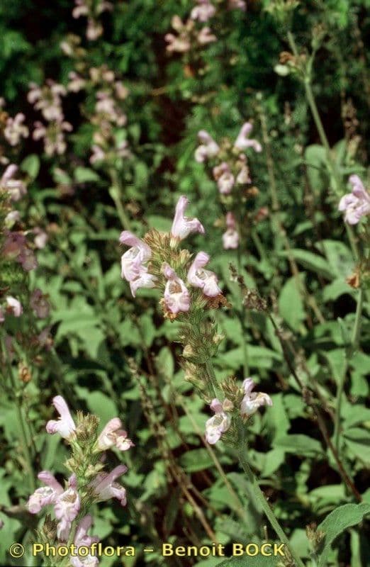 Salvia 9