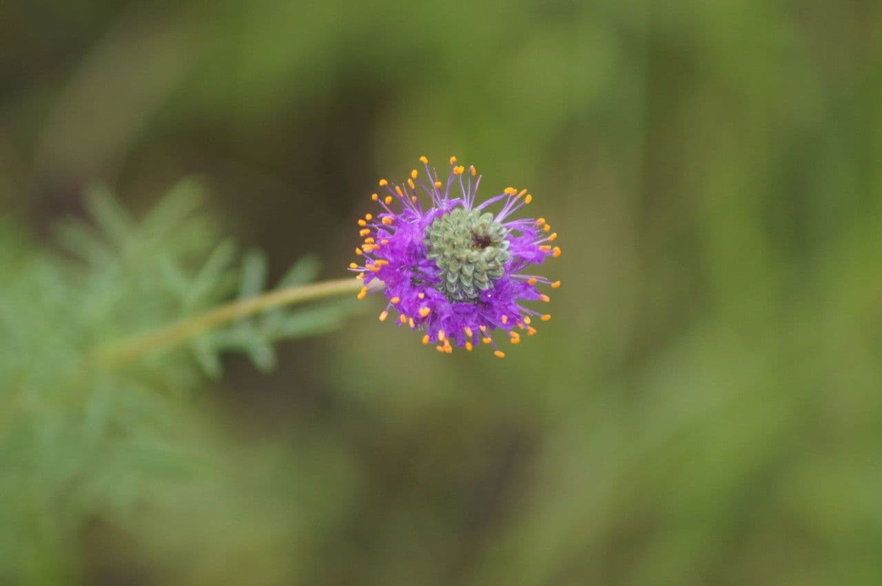 Dalea compacta
