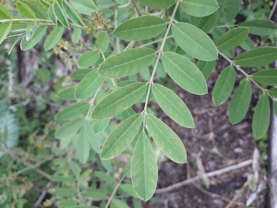 Indigofera 19