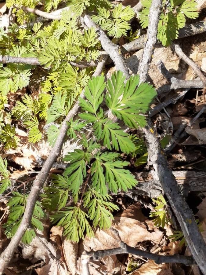 Dicentra de capucha 15