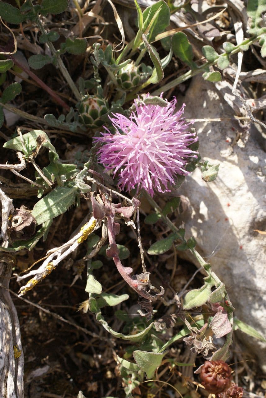 Centaurée 11