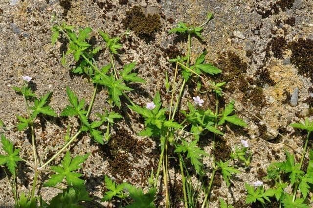 Geranium sibiricum 11