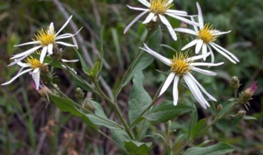 Engelmann-Aster