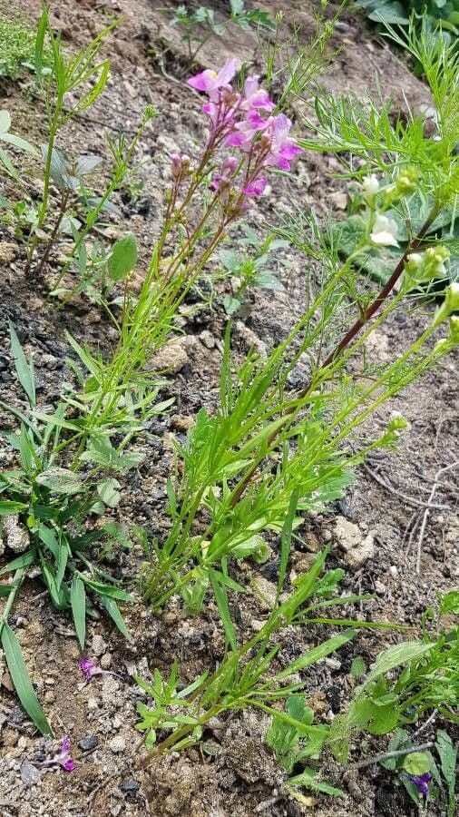 Linaria marocchina 8
