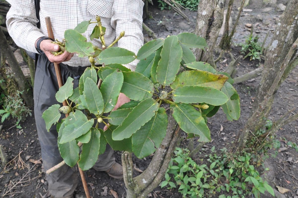 Rododendro 7