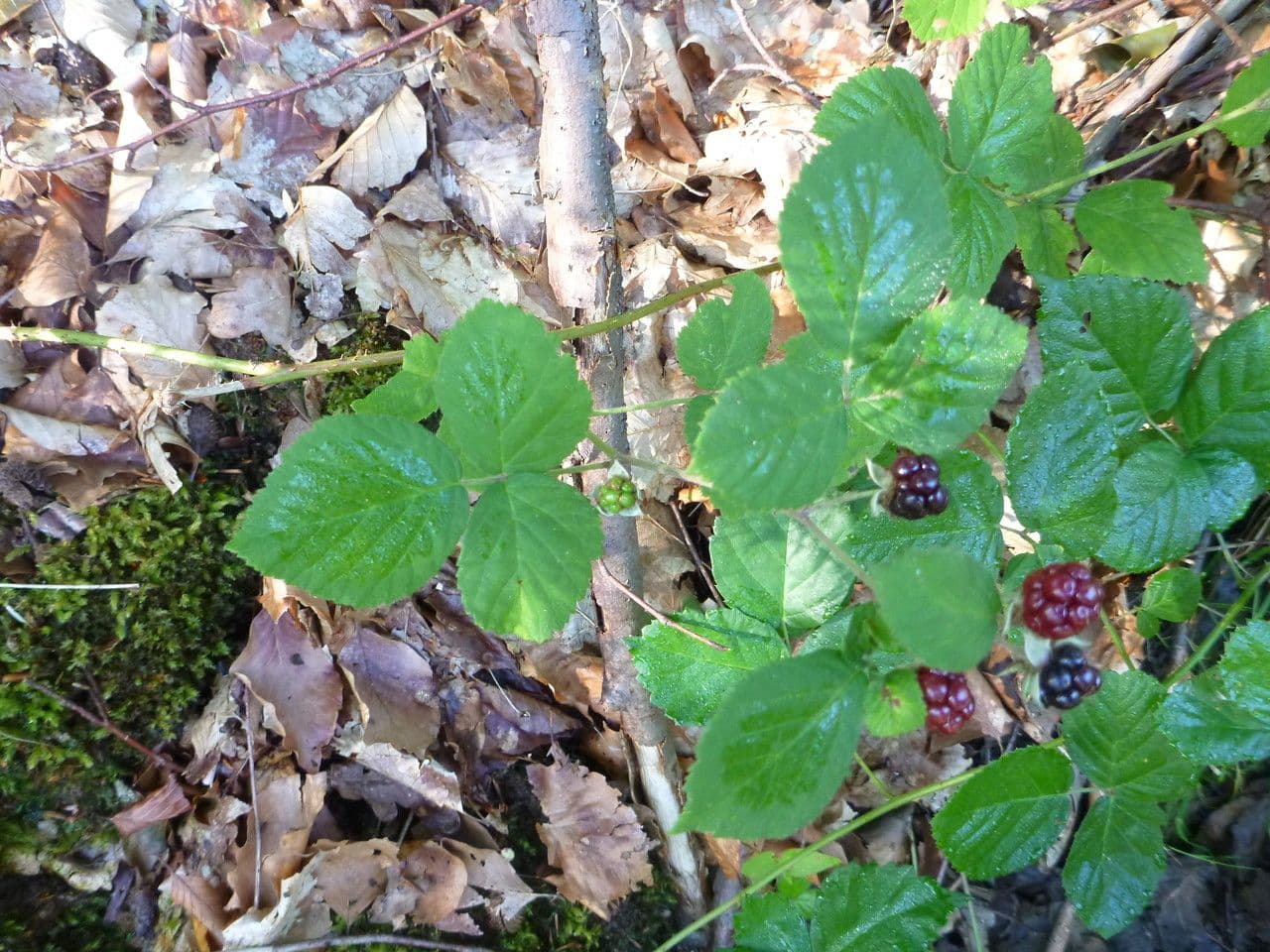 Rovo 5