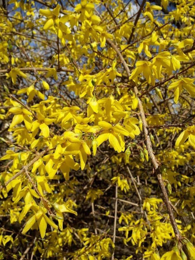 Forsythia pendula 6
