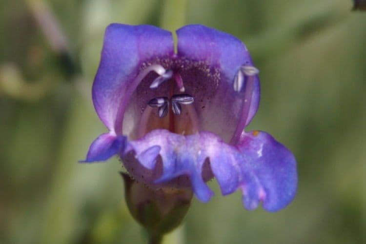 Penstemon 2