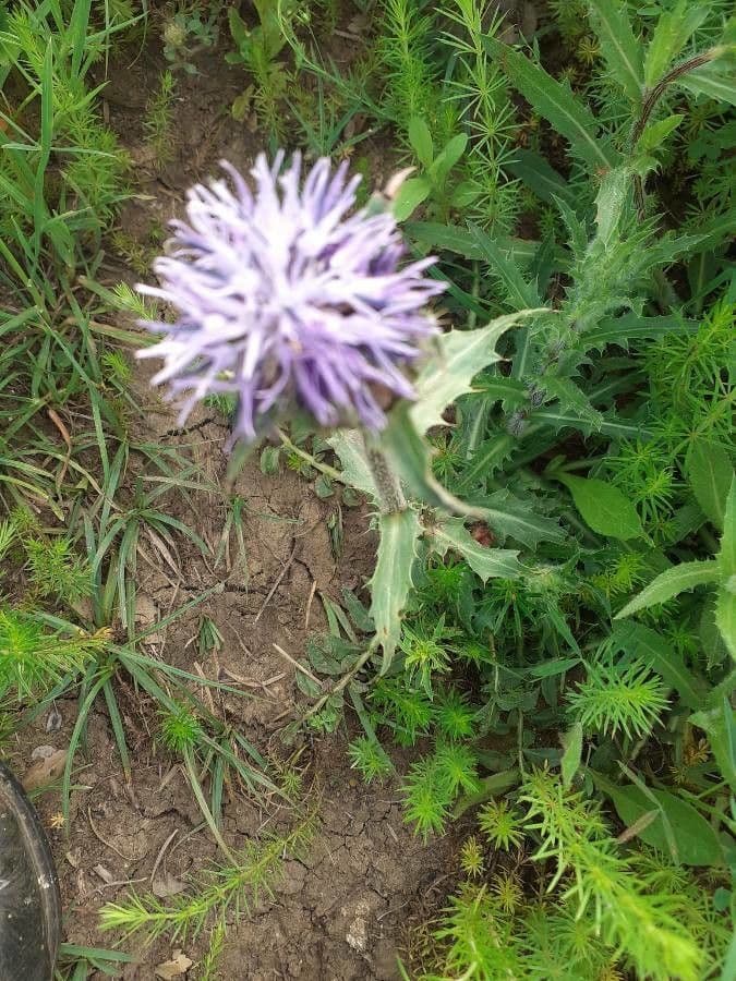Blaue Distel 13