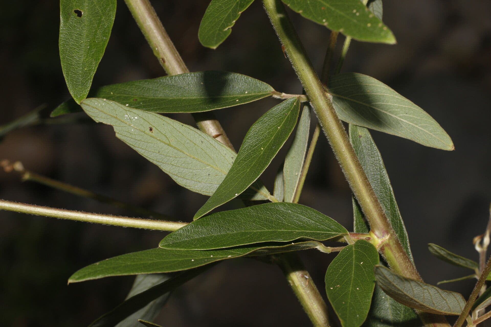 Desmodium cajanifolium 13