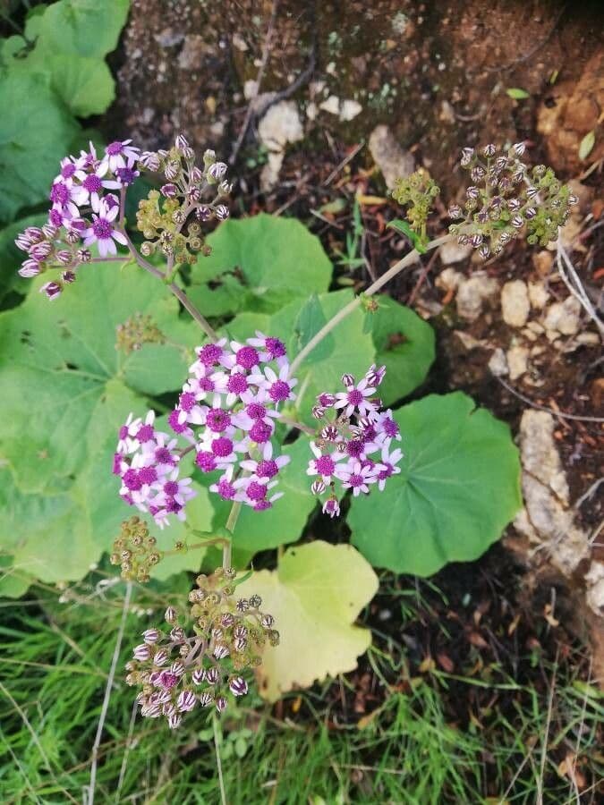 Pericallis 18