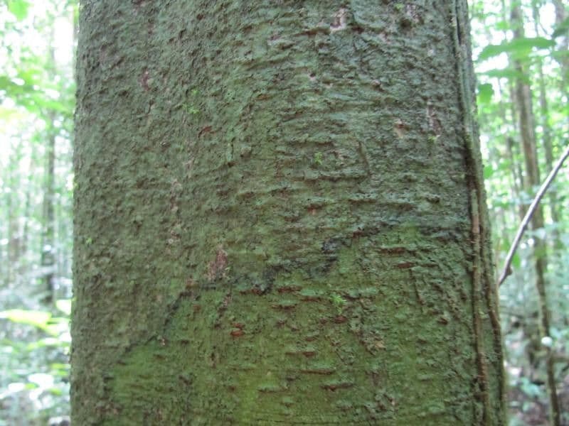 Eperua 6