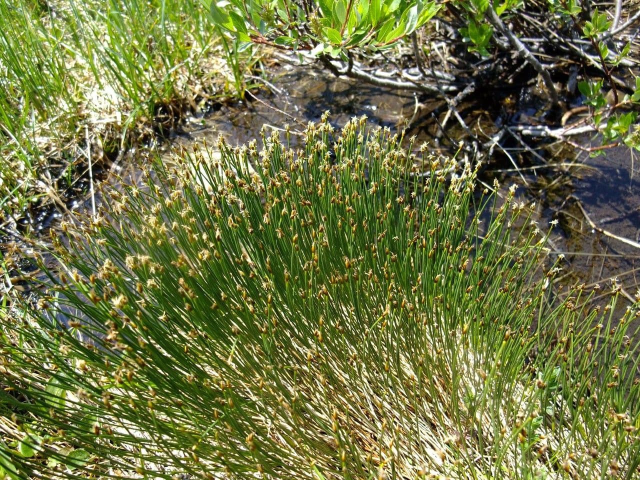 Giunco compressa 13