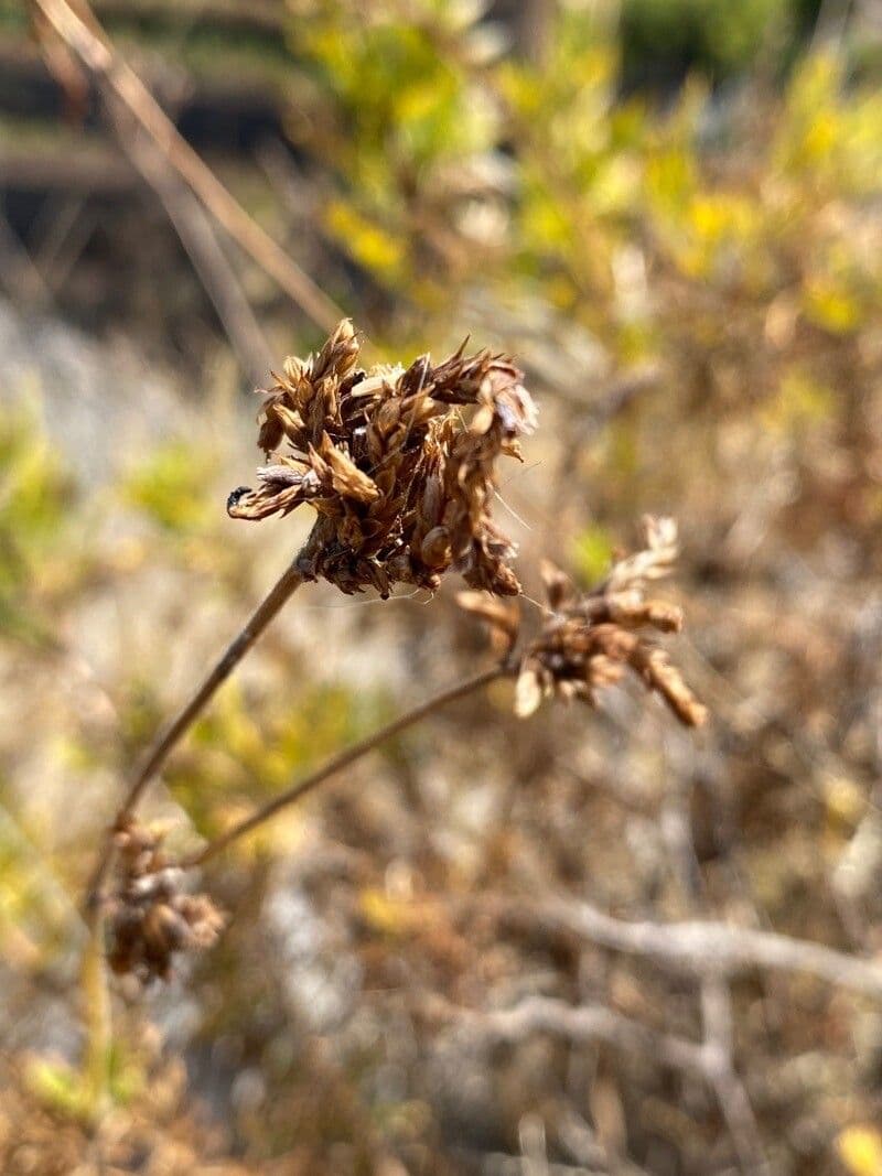 Lavanda canaria 2