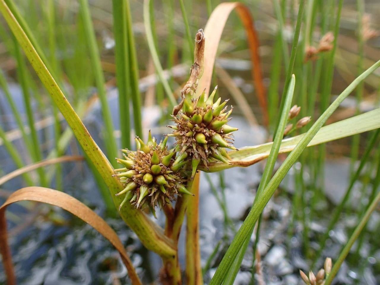 Schmalblättriger Igelkolben 4
