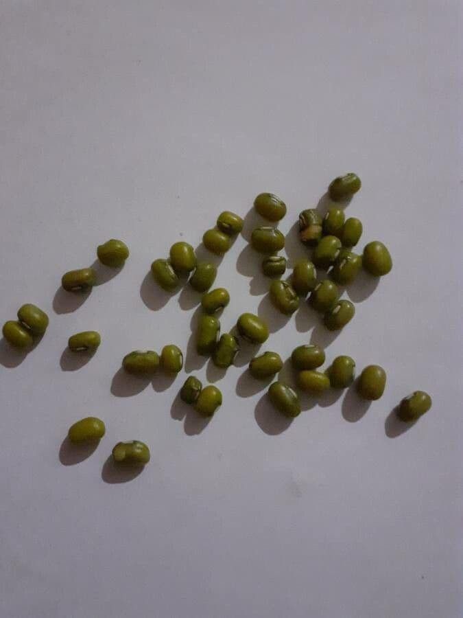 Mungbohne 2