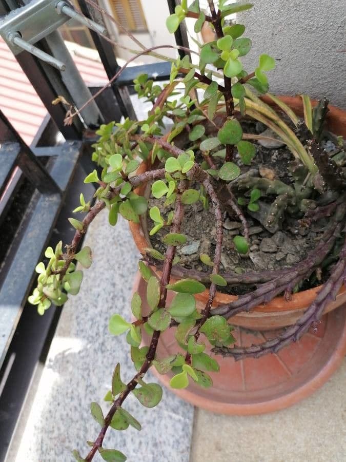 Portulacaria afra 4