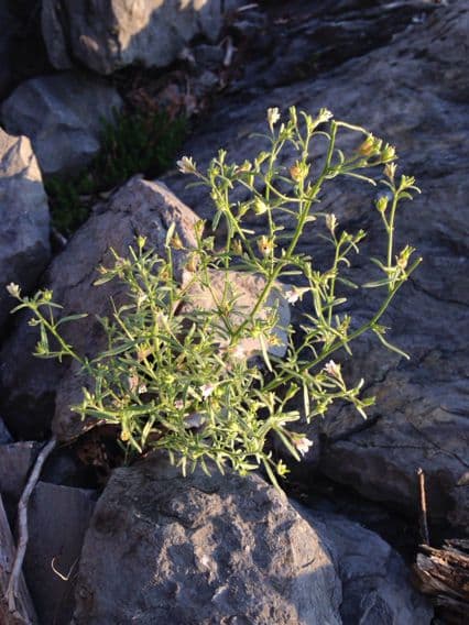 Linaria minore 13