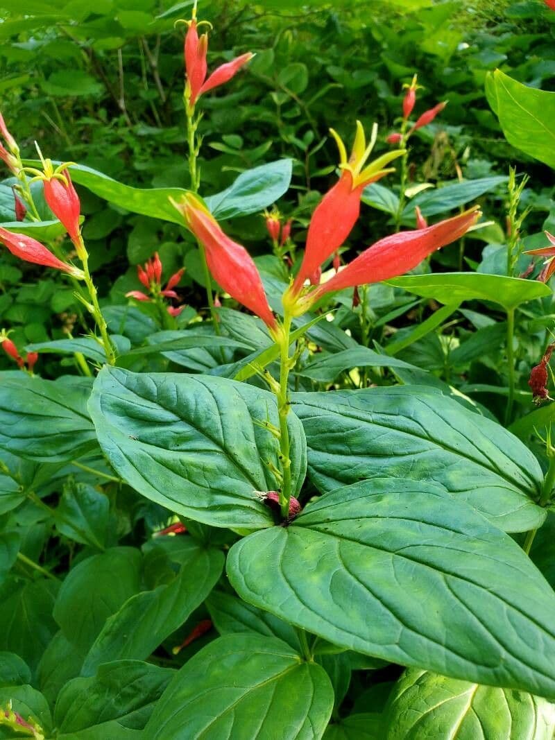 Spigelia 5