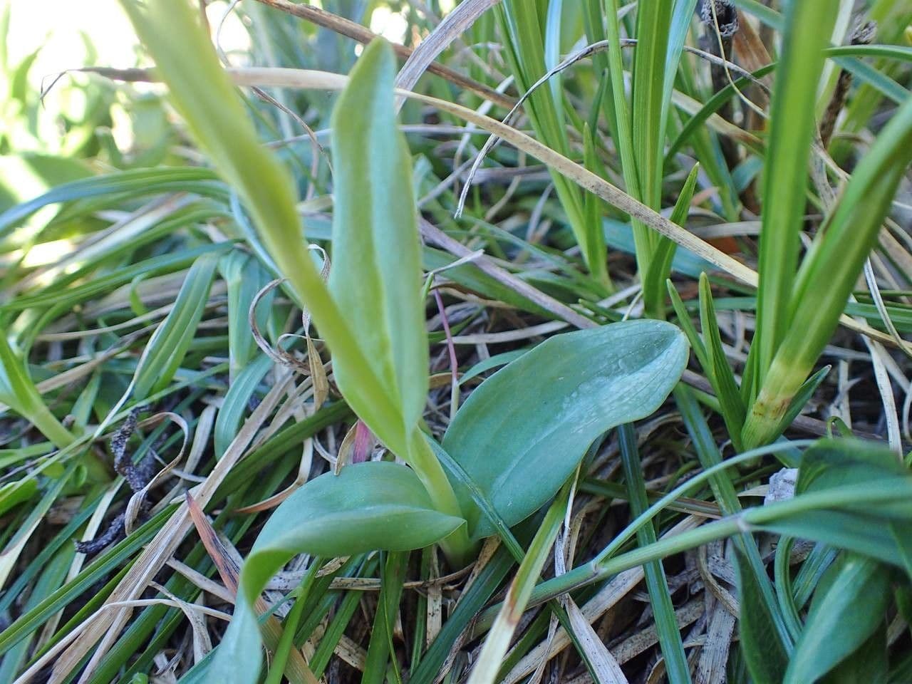 Celoglosso 21