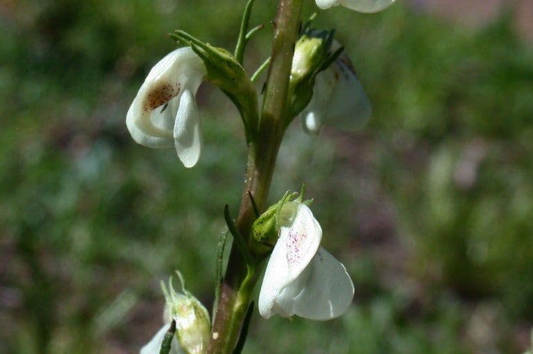 Pedicularia 5