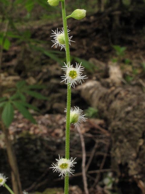 Mitella diphylla 2