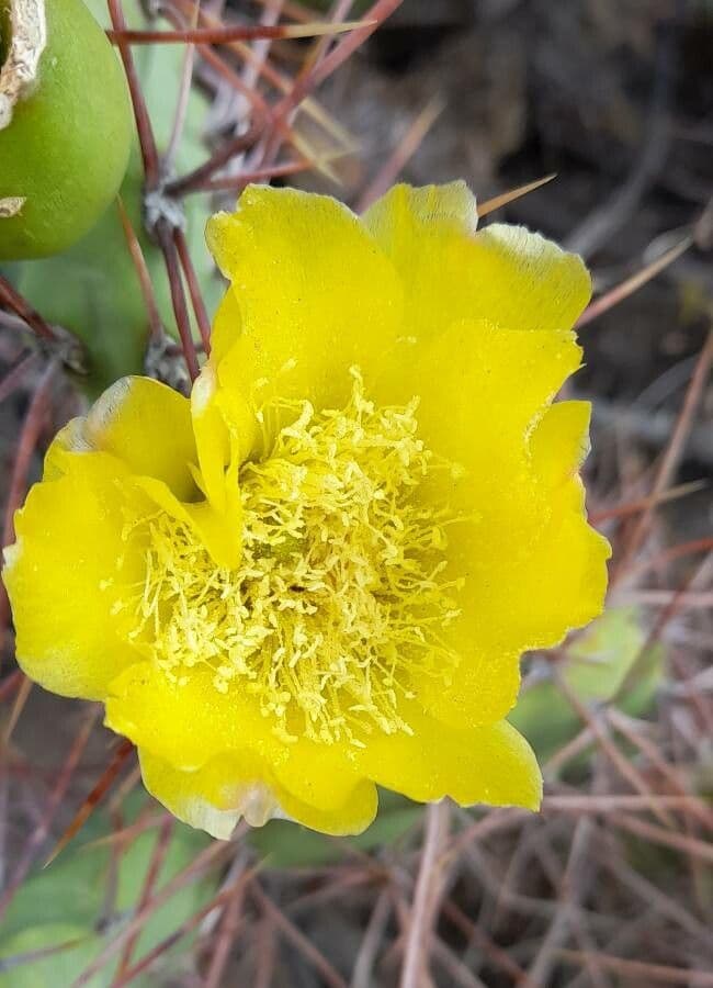 Prickly Pear 3