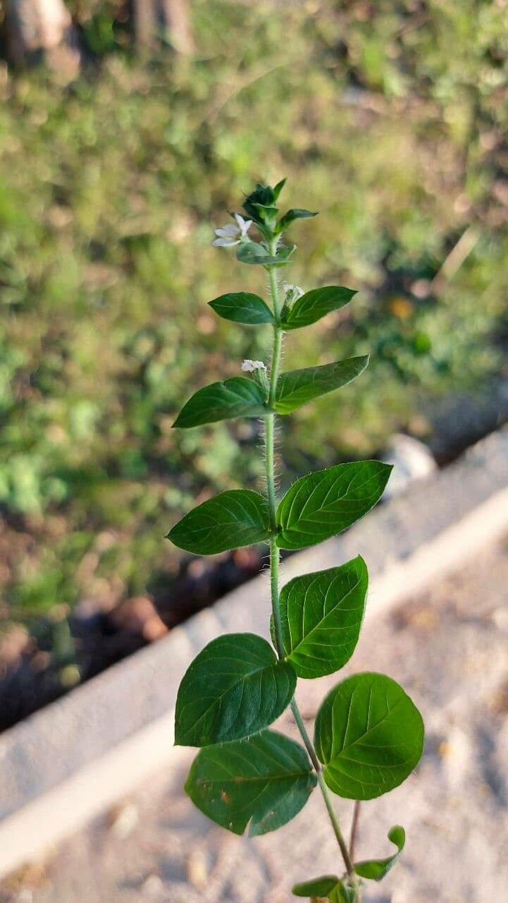 Cuphea 11