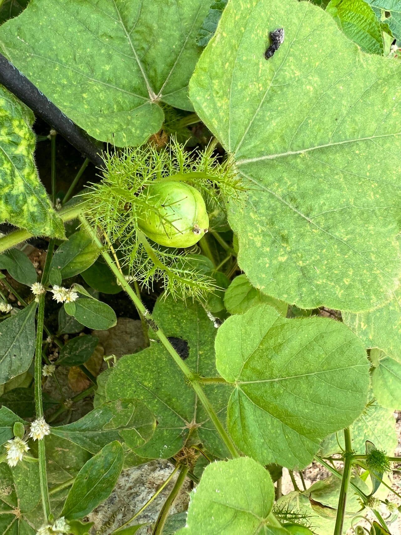 Passiflora 5