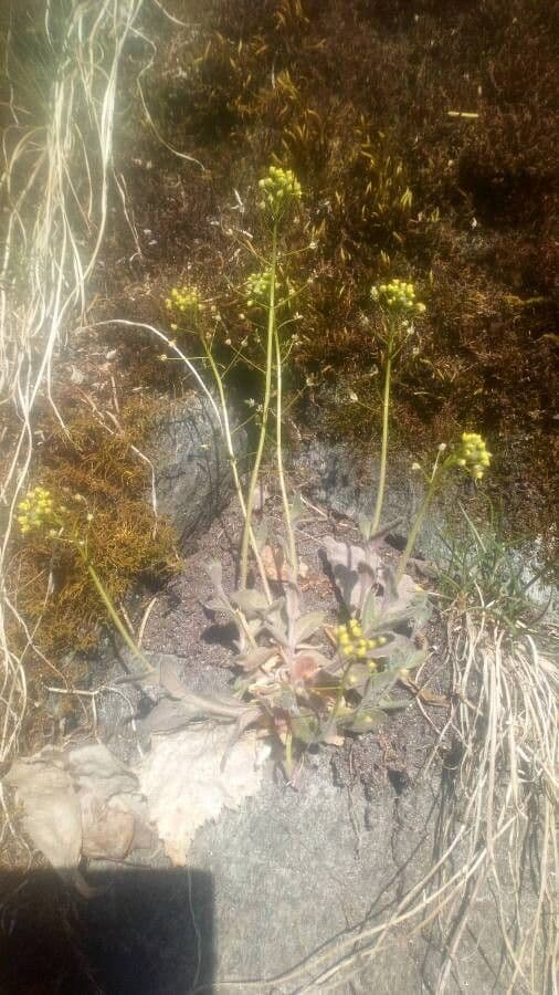 Draba lesná 10