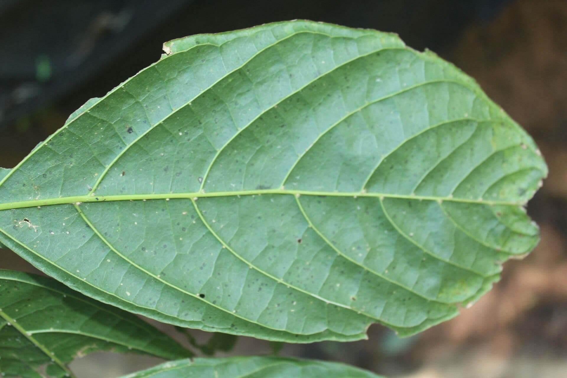 Quararibea funebris 10