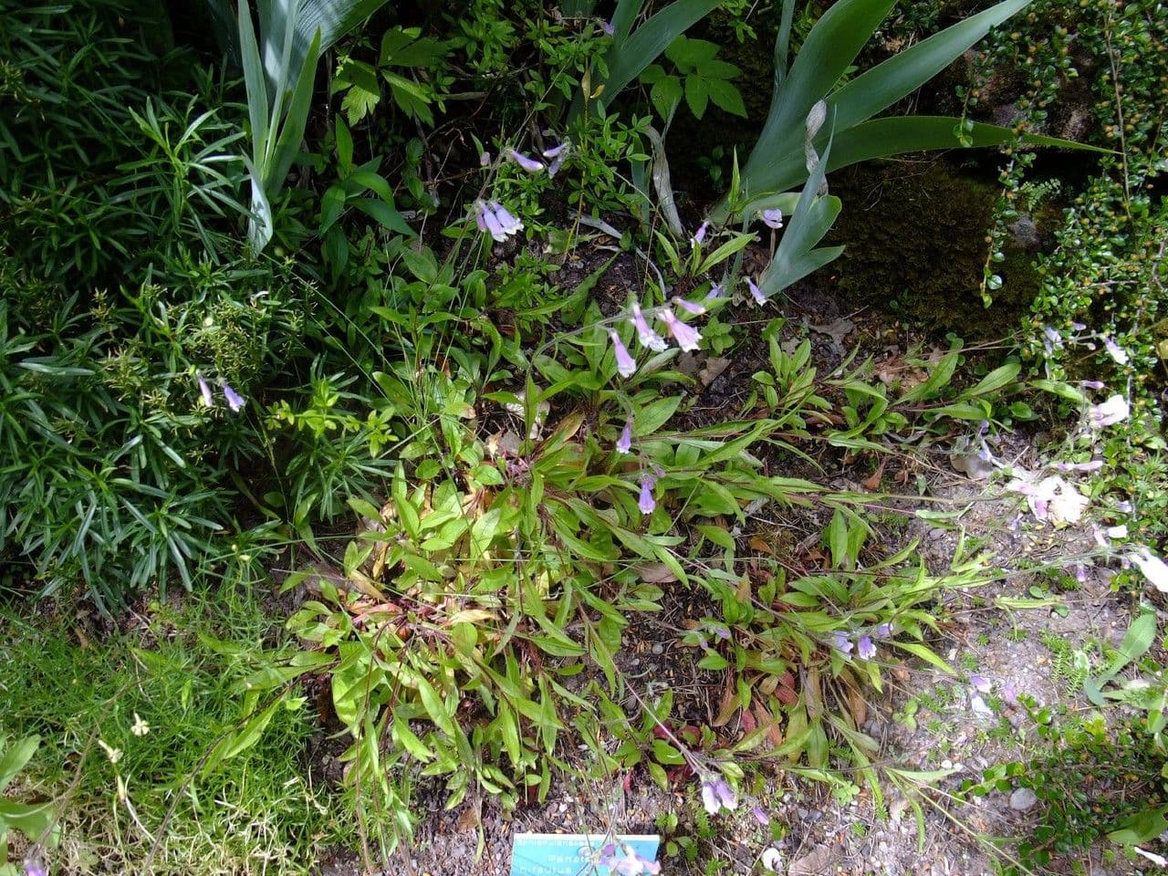 Penstemon hirsutus 9
