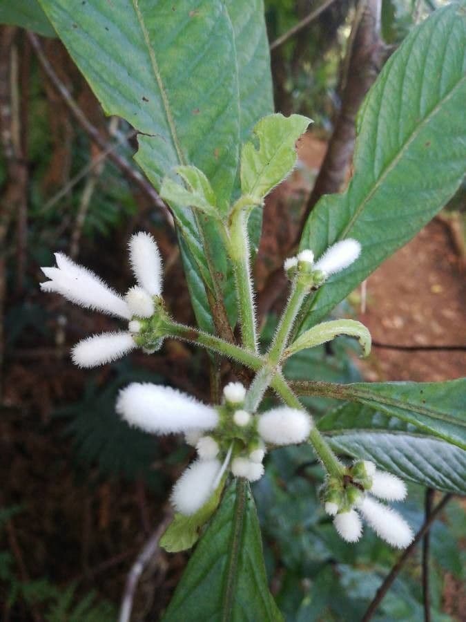 Psychotria 6