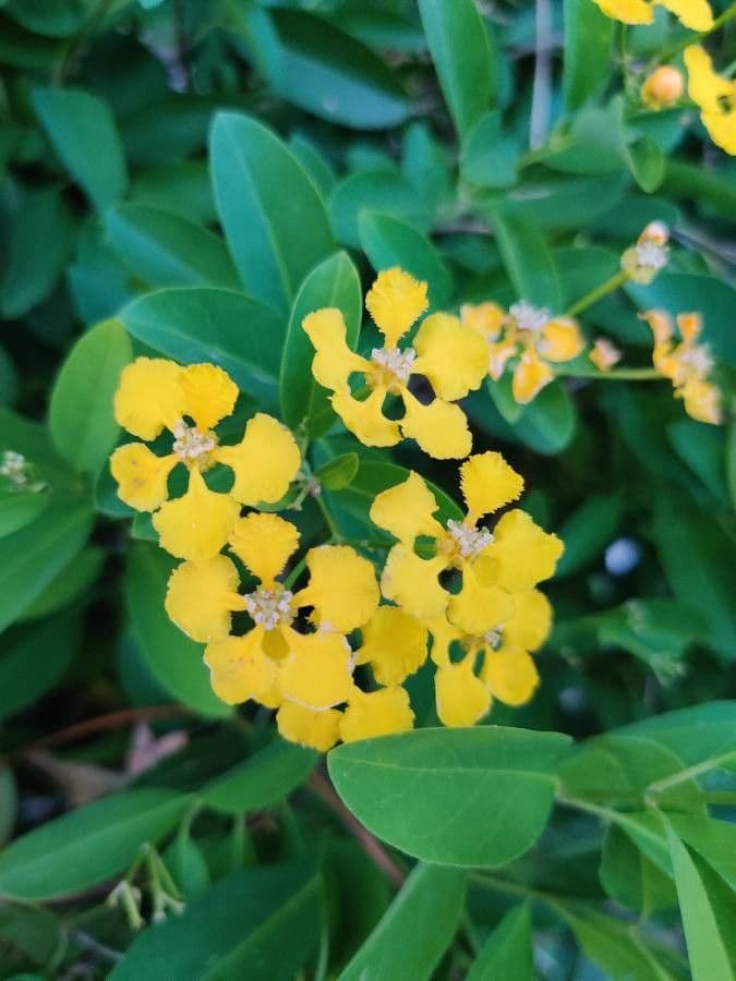 Amazonenwein
