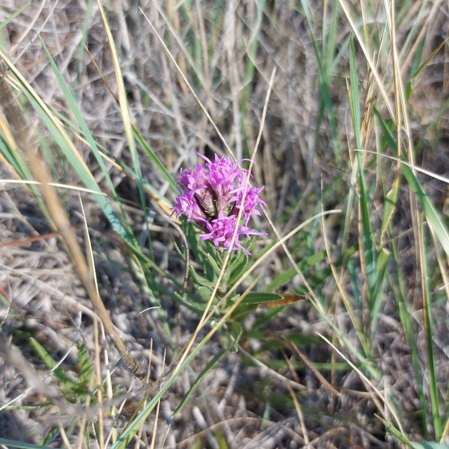Liatris cilindrica 4