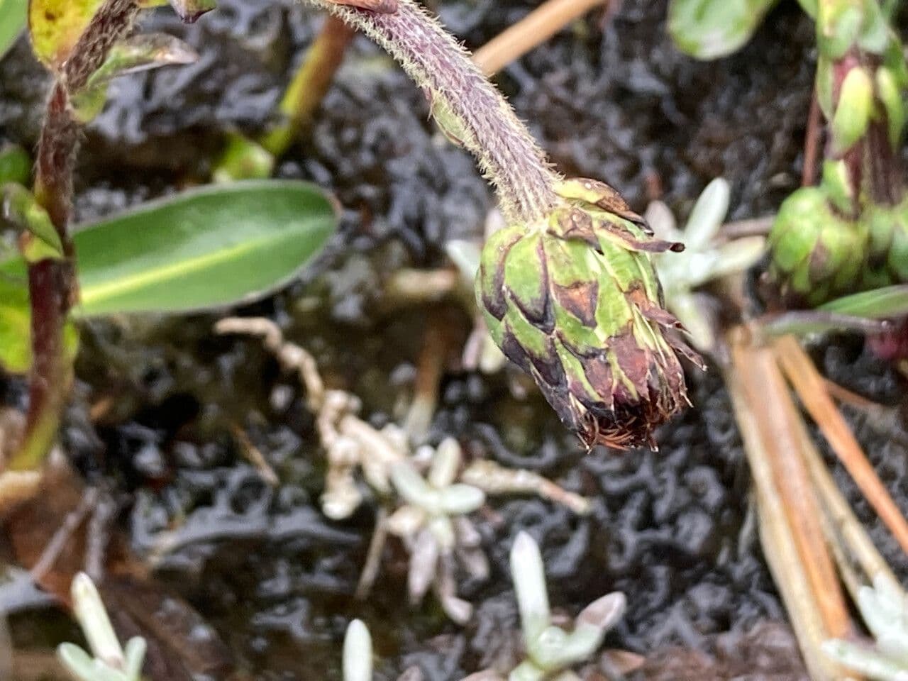 Oritrophium limnophilum 3
