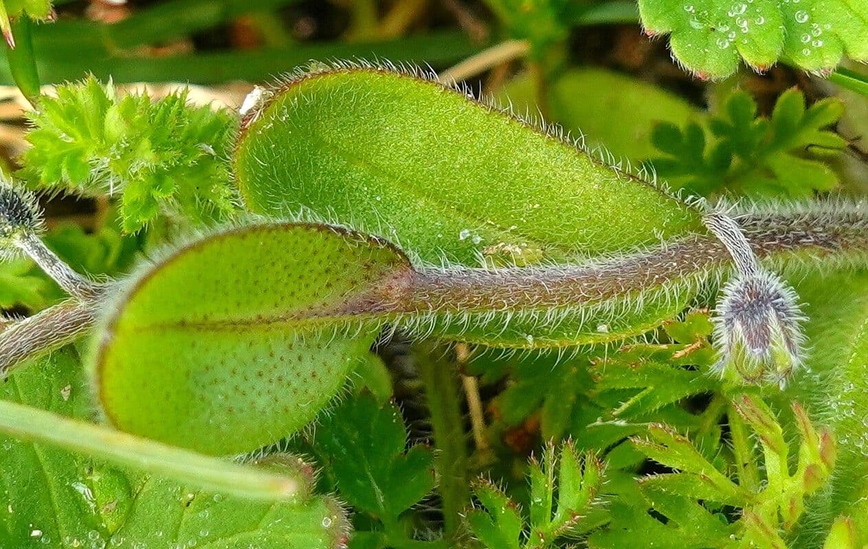 Miosotide ramosissima 16