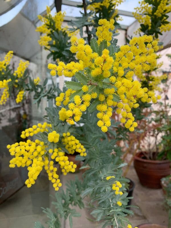Acacia di Bailey 7