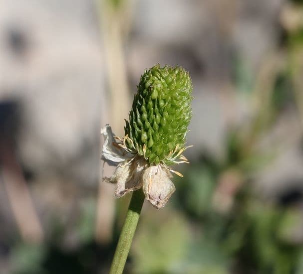Jaskier Eschscholza