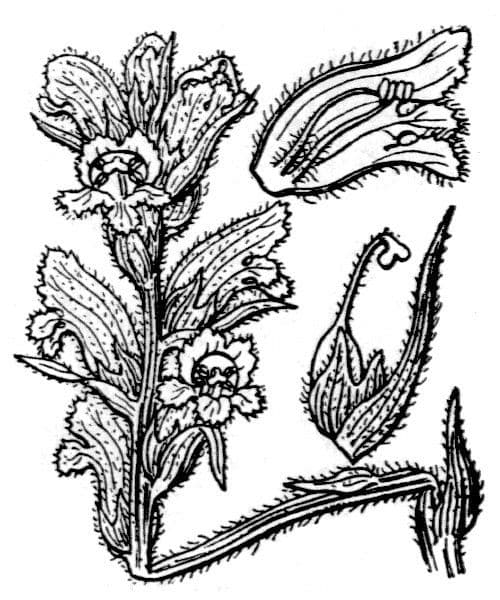 Succiamele garofanato 26