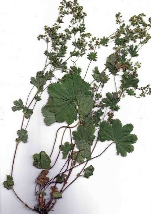 Alchemilla incisa 5