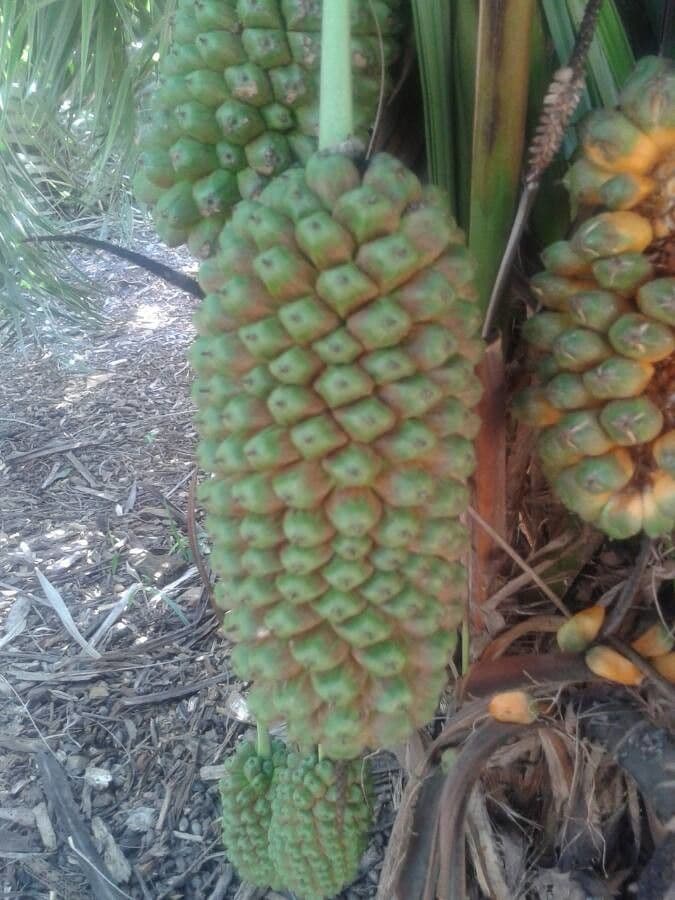 Pandano