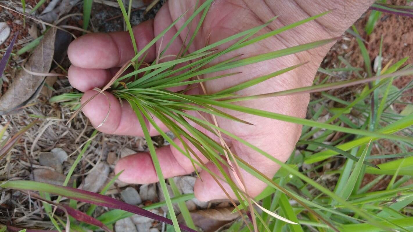 Vulpia ciliata 16