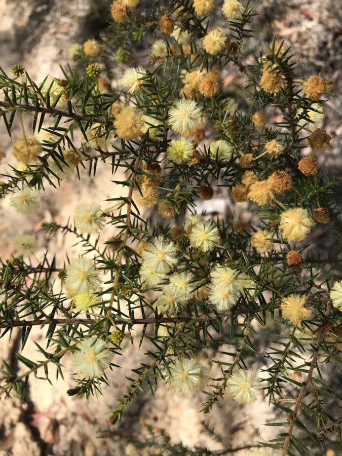 Acacia buisson 3