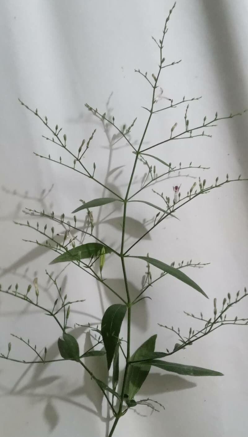Andrographis paniculata 20