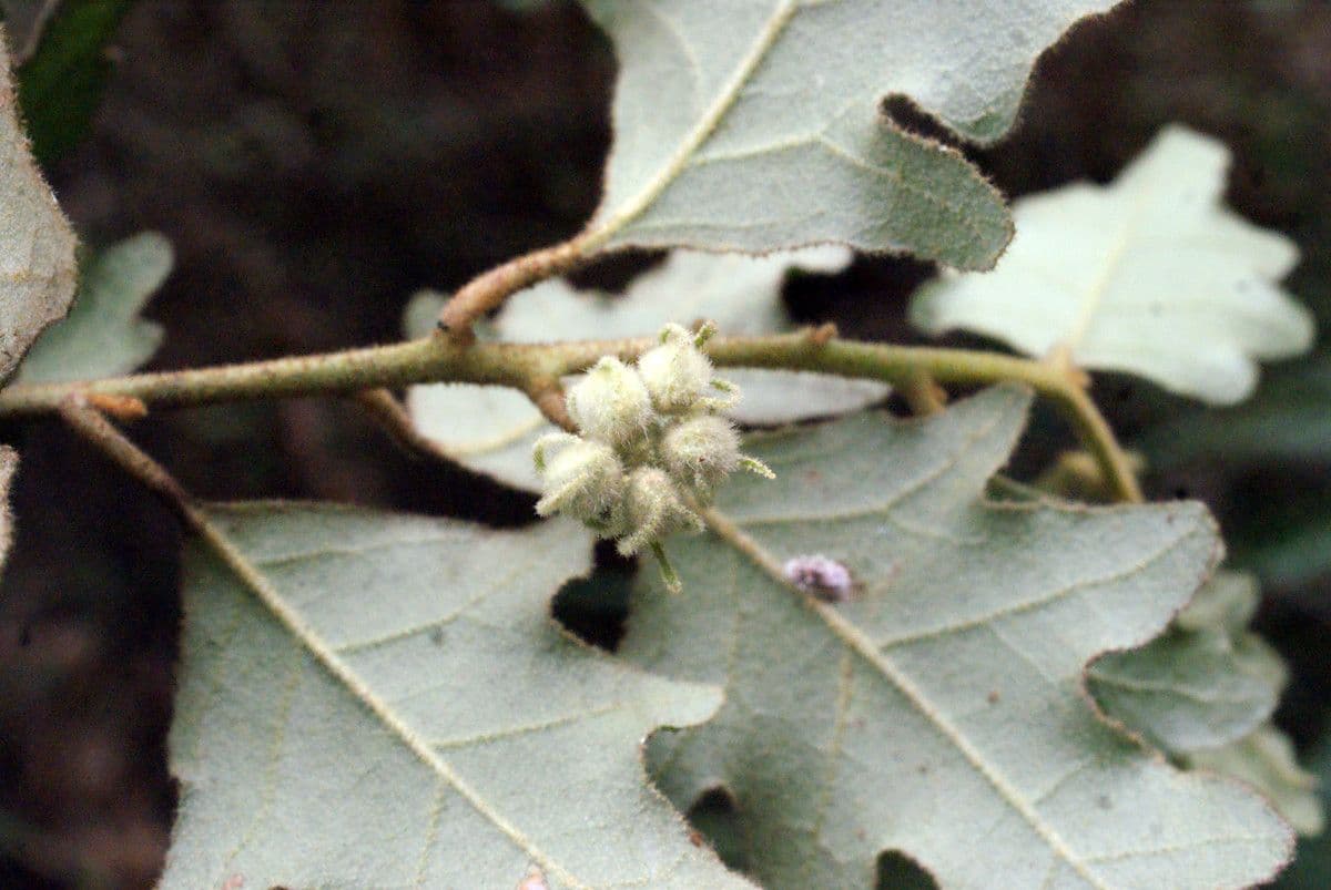 Chorilaena 6